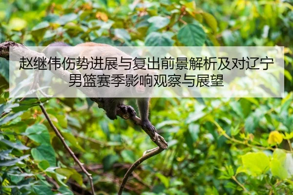 赵继伟伤势进展与复出前景解析及对辽宁男篮赛季影响观察与展望